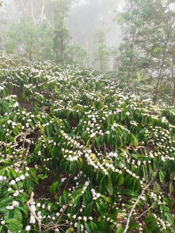 La Paz Coorg Homestay At Madikeri Town Kültér fotó